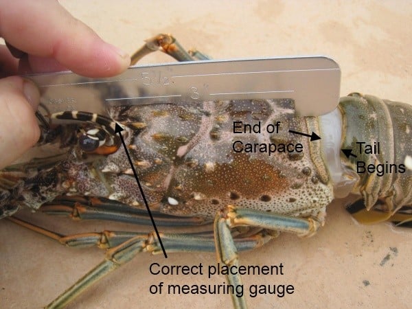 Measuring Florida Lobster