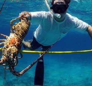 Lobstering with a Diving Hookah