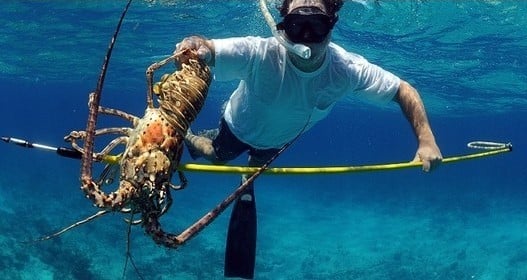 Lobstering in Florida
