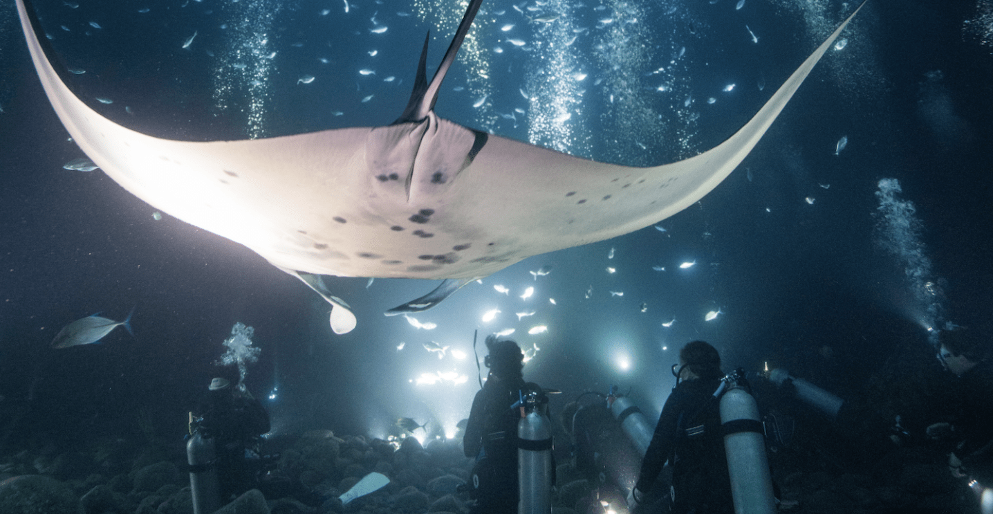 Manta Ray Night Dive