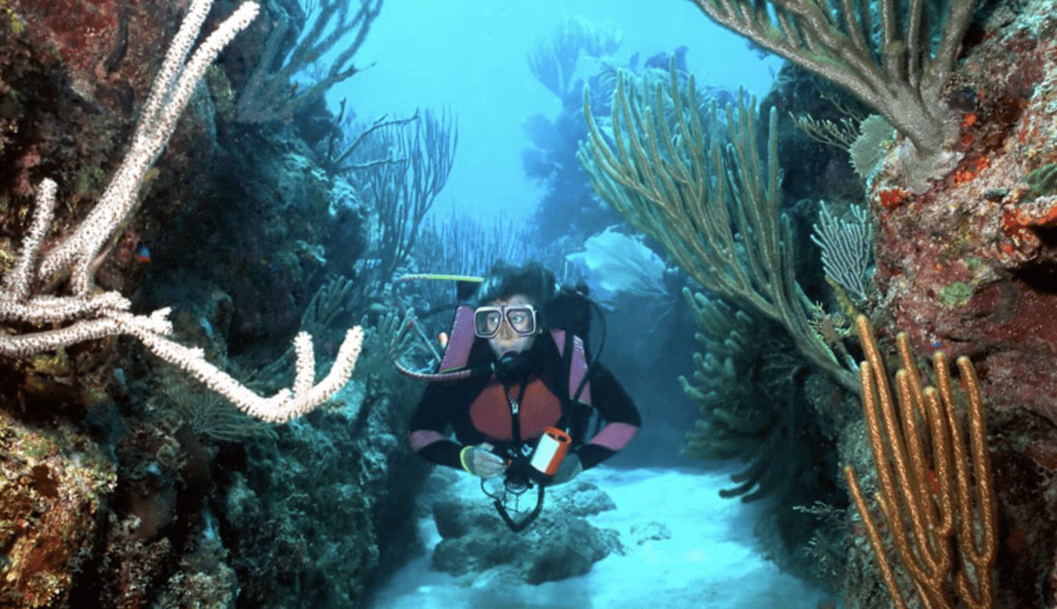 Best Dive Sites in Roatan Honduras